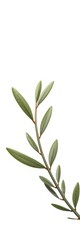 Symbol of peace and reconciliation, delicate green olive branch unfurling against a clean white background,  tranquility,  renewal