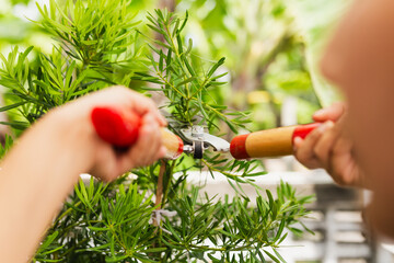 Gardener woman worker trimming bushes with steel hedge shears in garden.