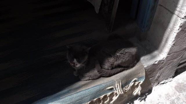 A gray and white cat. It is in front of a cement entrance, partly in the shade with patches of sunlight.