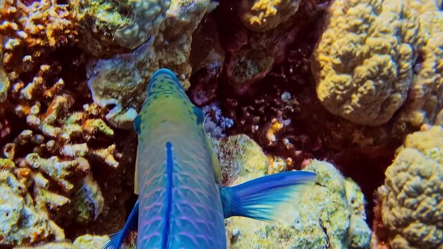 Colourful parrotfish searching for coral to eat on the reef. Close up