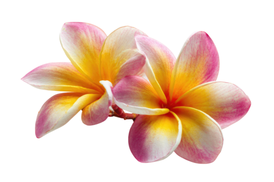 Two plumeria blossoms, vibrant yellow, pink, and white petals, close-up