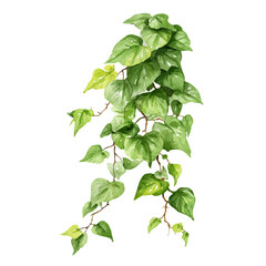 Watercolor painting of Arrowhead Vine, detailed and artistic vector illustration on a white background.