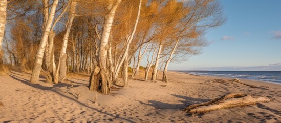a serene beach scene with tall birch trees lining the shore, the sun casting a warm glow on the sand and water, a peaceful and tranquil landscape, natural beauty, cinematic, detailed, high resolution,