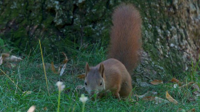 Red Squirrel Foraging at Tree Base in Cromarty Park
