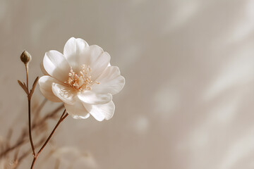 soft beige background with a single white flower in gentle light creating a minimal peaceful sympathy aesthetic