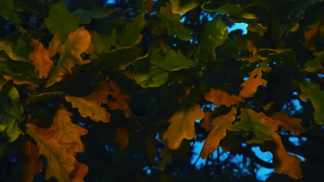 Closeup slow motion gliding over colorful autumn oak leaves in focus at nighttime. Shaded tree branches leaves. Deep blue night sky visible through the dark canopy in shallow depth of field backdrop