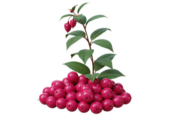 Isolated pile of wild plums with a plant with glossy leaves and heart shaped fruits above