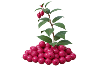 Isolated pile of wild plums with a plant with glossy leaves and heart shaped fruits above