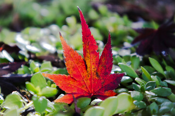 As autumn came, the leaves and grass turned a vibrant red.가을이 되어 나뭇잎과 풀들이 온통 울긋불긋 붉은색으로 물들었습니다.