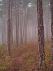 Naklejka premium misty autumn forest 