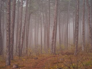 misty autumn forest