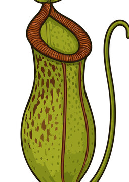Pitcher Plant Clipart