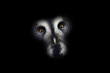 portrait great grey owl on a black background