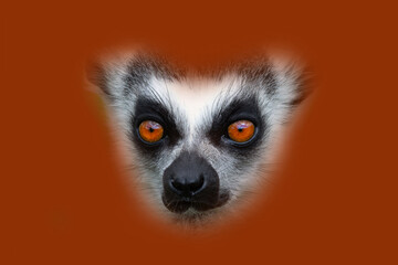 Obraz premium portrait of a lemur on a orange background