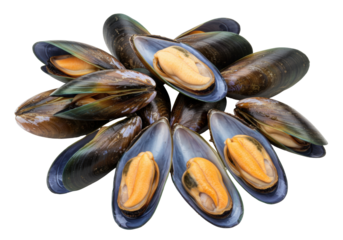 Isolated Blue Mussels with Orange Meat Delicious Seafood Restaurant Plate Ingredient