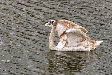 juvenile swan stretching wings on rippled water