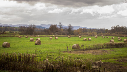 Fototapeta premium Hay Bales Scattered Across a Green Field Under Cloudy Autumn Sky