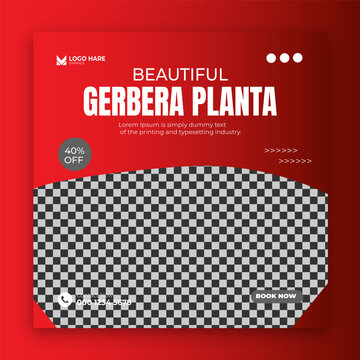 Gerbera planta social media design