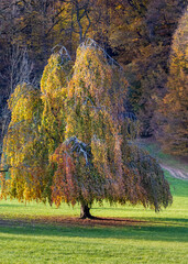 weeping tree with autumn foliage in a grassy meadow