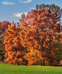 autumn trees with vibrant orange foliage in a park