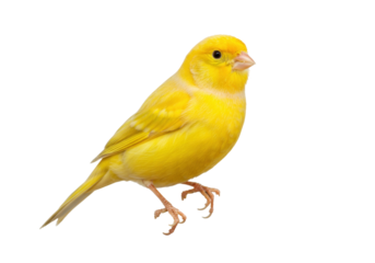 Isolated yellow Canary bird standing, perched on its legs, singing on bright background