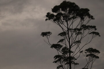 Striking black silhouette of a tall eucalyptus tree with its characteristic layered canopy and slender branches reaching upward, set against a moody, overcast sky

