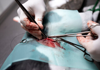 dog sterilization and vet