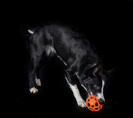 puppy border collie
