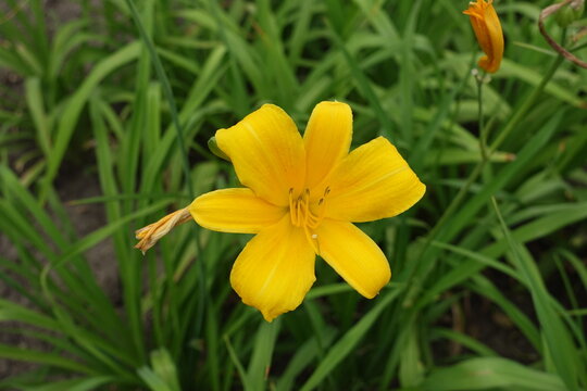 Golden yellow flower of Hemerocallis fulva in June