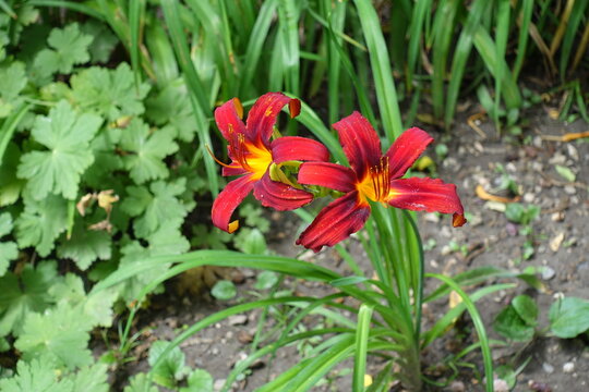 Vibrant red flowers of two Hemerocallis fulva in July