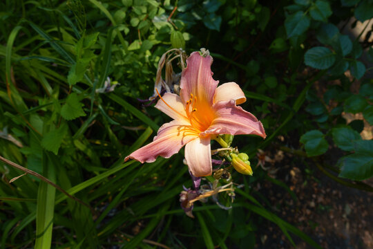 Pastel pink flower of Hemerocallis fulva in July