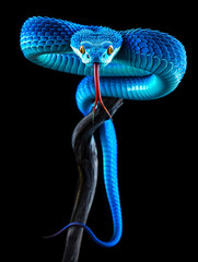 Striking Blue Viper with Red Tongue Perched on a Branch Against a Black Background Exotic and Captivating