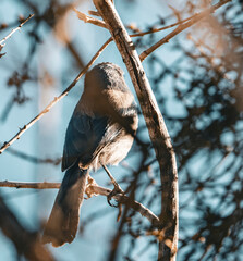 Close-up of a small bird perched on tree branches with natural sunlight and blurred background, showcasing wildlife in a serene environment