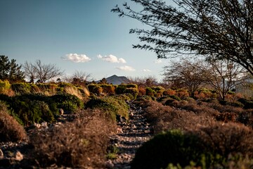 Scenic natural landscape with dry shrubs and trees under a clear sky, featuring a rocky path and distant mountain peak in a serene outdoor setting