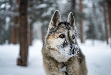 Close-up of a majestic Siberian Husky dog with snow-covered face standing in a snowy forest during winter