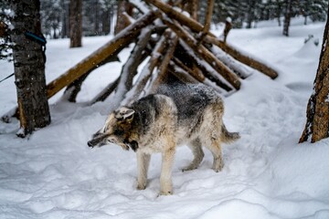 Gray wolf standing in snowy forest near rustic wooden shelter surrounded by snow-covered trees in winter wilderness