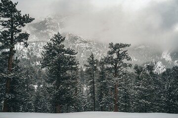 Snow-covered pine forest under heavy clouds in a mountainous winter landscape with dense fog and cold atmosphere