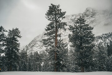 Snow-covered pine trees in a mountainous forest landscape during winter with foggy and misty atmosphere