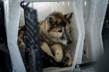Close-up of a brown and black dog resting inside a white plastic pet crate, showing calm and alert expression