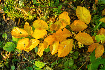 Orange Autumn Leaves on Forest Floor
