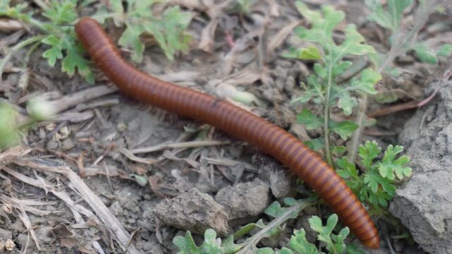 rusty millipede also known Asian millipede
