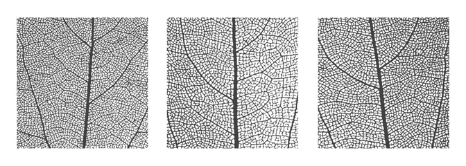 Leaf vein cell skeleton texture abstract background set with close up plant leaf cells structure pattern vector illustration. Macro leaf vein skeleton organic lattice natural foliage texture.
