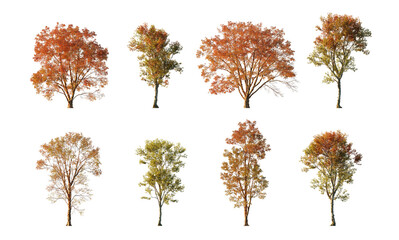 Autumn tree collection cutout set isolated png on a transparent background premium nature cut out