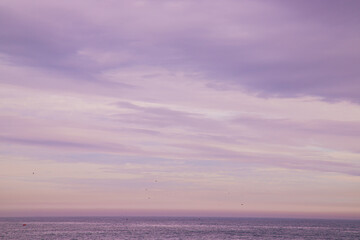 Seabirds in a Lavender Twilight over the Sea