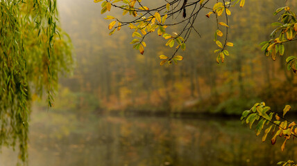 Autumnal lakeside scene with willow branches and colorful foliage