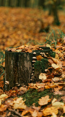 Autumn forest scene with a tree stump covered in fallen leaves and mushrooms