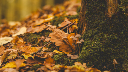 Autumn forest floor scene with mushrooms, leaves, and moss