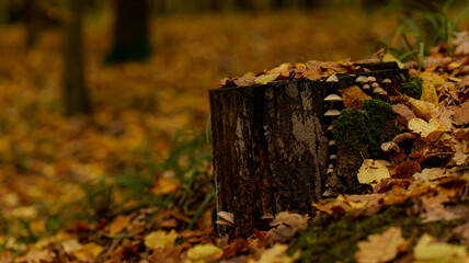 Autumn forest scene with mushrooms growing on a tree stump covered in fallen leaves