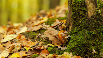 Autumn forest floor with mushrooms, fallen leaves, and moss