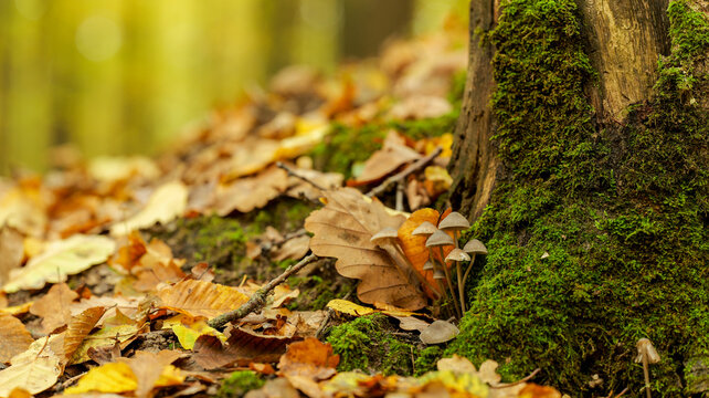 Autumn forest floor with mushrooms, fallen leaves, and moss - Powered by Adobe